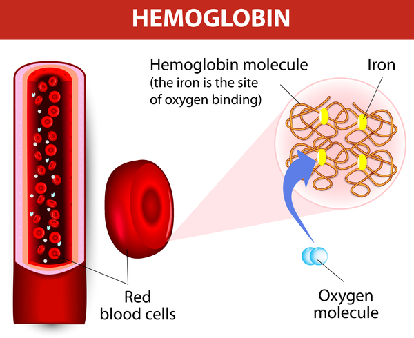 dna 2 hemoglobin
